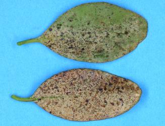 Leaves of small flowered mistletoe, Ileostylus micranthus (Loranthaceae) with damage caused by feeding by Greenhouse thrips, Heliothrips haemorrhoidalis (Thysanoptera: Thripidae). Creator: Nicholas A. Martin. © Plant & Food Research. [Image: 2JUT]