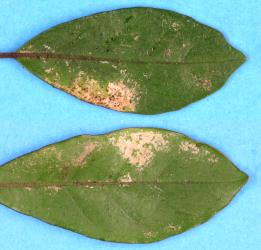 Leaves of Pennantia corymbosa (Pennantiaceae) with damage caused by feeding by Greenhouse thrips, Heliothrips haemorrhoidalis (Thysanoptera: Thripidae). Creator: Nicholas A. Martin. © Plant & Food Research. [Image: 2JV4]