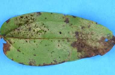Underside of a leaf of Tutu, Coriaria arborea (Coriariaceae) with damage caused by feeding by Greenhouse thrips, Heliothrips haemorrhoidalis (Thysanoptera: Thripidae): note the juvenile thrips in a hollow in the leaf. Creator: Nicholas A. Martin. © Plant & Food Research. [Image: 2JV5]