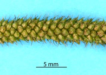 Green seeds of Carex aff geminata (Cyperaceae) with damage caused by feeding by Greenhouse thrips, Heliothrips haemorrhoidalis (Thysanoptera: Thripidae). Creator: Nicholas A. Martin. © Plant & Food Research. [Image: 2JV6]