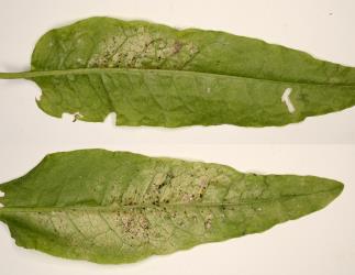 Leave of dock, Rumex sp. (Polygonaceae) with damage caused by feeding by Greenhouse thrips, Heliothrips haemorrhoidalis (Thysanoptera: Thripidae). Creator: Nicholas A. Martin. © Plant & Food Research. [Image: 2JVB]