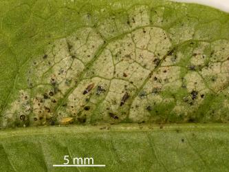 Leaf of dock, Rumex sp. (Polygonaceae) with damage caused by feeding by Greenhouse thrips, Heliothrips haemorrhoidalis (Thysanoptera: Thripidae). Creator: Nicholas A. Martin. © Plant & Food Research. [Image: 2JVC]