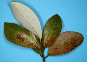 Leaves of Pseudowintera axillaris (Winteraceae) with damage caused by feeding by Greenhouse thrips, Heliothrips haemorrhoidalis (Thysanoptera: Thripidae). Creator: Nicholas A. Martin. © Plant & Food Research. [Image: 2JVD]