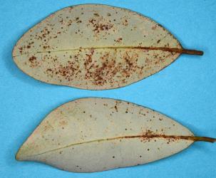 Underside of leaves of Pseudowintera axillaris (Winteraceae) with damage caused by feeding by Greenhouse thrips, Heliothrips haemorrhoidalis (Thysanoptera: Thripidae). Creator: Nicholas A. Martin. © Plant & Food Research. [Image: 2JVE]