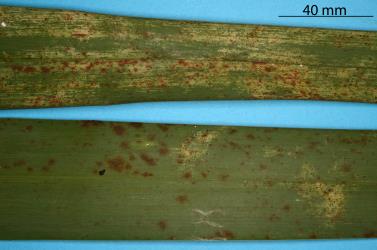 Leaves of flax, Phormium sp. (Hemerocallidaceae) with damage caused by feeding by Greenhouse thrips, Heliothrips haemorrhoidalis (Thysanoptera: Thripidae). Creator: Nicholas A. Martin. © Plant & Food Research. [Image: 2JVF]