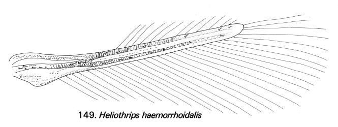 Drawing of the forewing of Greenhouse thrips, Heliothrips haemorrhoidalis (Thysanoptera: Thripidae) showing the veins and setae (hairs). © Drawing published in Fauna of New Zealand Number 1. Figure 149. [Image: 2JVJ]