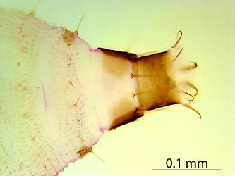Dorsal (upper) side of the tip of the abdomen of a larva of Greenhouse thrips, Heliothrips haemorrhoidalis (Thysanoptera: Thripidae): microscope slide preparation showing the pigmentation and shape of the terminal segments, the setae at the tip of the abdomen and the small setae (hairs) and ornamentation on the abdominal segments. Creator: Nicholas A. Martin. © Landcare Research. [Image: 2JVN]