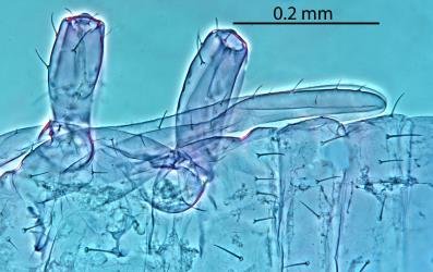 Wing buds of a pupa of Greenhouse thrips, Heliothrips haemorrhoidalis (Thysanoptera: Thripidae) in a microscope slide preparation: note short setae (hairs) on the forewing bud. Creator: Nicholas A. Martin. © Landcare Research. [Image: 2JVR]