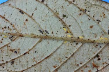 Adults and juvenile of Greenhouse thrips, Heliothrips haemorrhoidalis (Thysanoptera: Thripidae) on a leaf of Golden tainui, Pomaderris kumeraho (Rhamnaceae). Creator: Nicholas A. Martin. © Plant & Food Research. [Image: 2KCP]