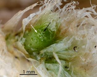 Scales removed from shoot of an actively growing “witches’ broom” galls on leather-leaf fern, Pyrrosia eleagnifolia to expose leather-leaf gall mites, Acerimina pyrrosiae (Acari: Eriophyidae): note the eggs (e.g. white arrow) and mites (e.g.black arrow). Creator: Nicholas A. Martin. © Plant & Food Research. [Image: 2KHY]