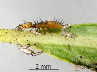 Larva of yellow shouldered ladybird, Apolinus lividigaster (Coleoptera: Coccinellidae), feeding on an Oleander aphid,  Aphis nerii (Hemiptera: Aphididae). Creator: Nicholas A. Martin. © Plant & Food Research. [Image: 2KJ0]