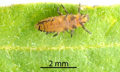 Larva of yellow shouldered ladybird, Apolinus lividigaster (Coleoptera: Coccinellidae). Creator: Nicholas A. Martin. © Plant & Food Research. [Image: 2KJ1]