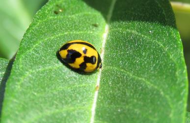 Adult variable ladybird, Coelophora inaequalis (Coleoptera: Coccinellidae). Creator: Nicholas A. Martin. © Nicholas A. Martin. [Image: 2KJ3]