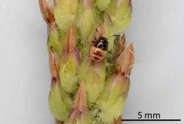 Second instar nymph of adult Brown shield bug, Dictyotus caenosus (Hemiptera: Pentatomidae) on seed head of plantain, Plantago major (Plantaginaceae). Creator: Nicholas A. Martin. © Plant & Food Research. [Image: 2KJ8]