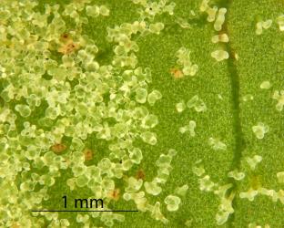 Close-up image of white erineum on a Coprosma robusta leaf; erineum induced by Phyllocoptes coprosmae (Acari: Eriophyidae). Creator: Nicholas A. Martin. © Landcare Research. [Image: 2KJA]