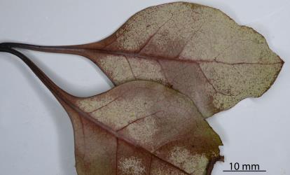 Erineum on the underside of leaves of Tree coprosma, Coprosma arborea induced by the gall mite, Phyllocoptes coprosmae (Acari: Eriophyidae). Creator: Nicholas A. Martin. © Plant & Food Research. [Image: 2KJB]