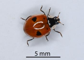 Adult two-spotted ladybird, Adalia bipunctata (Coleoptera: Coccinellidae): note the extra pair of small spots. Creator: Nicholas A. Martin. © Plant & Food Research. [Image: 2KK2]