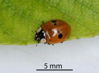 Adult two-spotted ladybird, Adalia bipunctata (Coleoptera: Coccinellidae): note the extra pair of spots. Creator: Nicholas A. Martin. © Plant & Food Research. [Image: 2KK3]