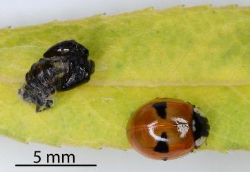 Adult and moulted skin of pupa of two-spotted ladybird, Adalia bipunctata (Coleoptera: Coccinellidae): note the triangular spots. Creator: Nicholas A. Martin. © Plant & Food Research. [Image: 2KK4]