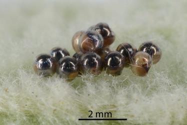 Eggs of Green potato bug, Cuspicona simplex (Hemiptera: Pentatomidae) with black at the top showing that they have been parasitized by the Native shield-bug egg parasitoid, Trissolcus oenone (Hemiptera: Pentatomidae): note that some eggs have not been parasitized. Creator: Nicholas A. Martin. © Plant & Food Research. [Image: 2KK7]