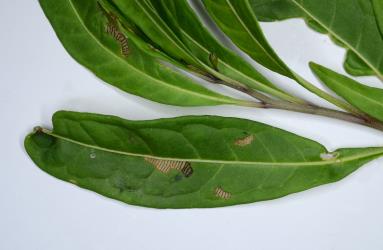Hadda beetle, Epilachna vigintioctopunctata (Cleoptera: Coccinellidae) feeding damage on the upper side of leaves of Poroporo,  Solanum laciniatum (Solanaceae). Creator: Nicholas A. Martin. © Plant & Food Research. [Image: 2KK8]
