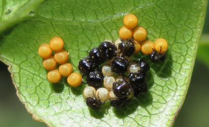 First instar nymphs of the Australasian green shield bug, Glaucias amyoti (Hemiptera: Pentatomidae) just hatched from eggs. Younger eggs nearby. Creator: Nicholas A. Martin. © Nicholas A. Martin. [Image: 2KKK]