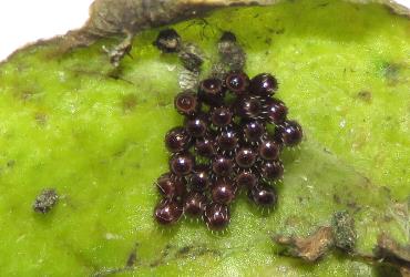 Eggs of Schellenberg's soldier bug, Oechalia schellenbergii (Hempitera: Pentatomidae): note the long white ‘spines’ around the top of each egg. Creator: Nicholas A. Martin. © Plant & Food Research. [Image: 2KLT]