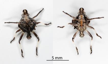 Upper side (left) and underside (right) of the moulted skin of a fith instar nymph of Schellenberg's soldier bug, Oechalia schellenbergii (Hempitera: Pentatomidae). Creator: Nicholas A. Martin. © Plant & Food Research. [Image: 2KLU]