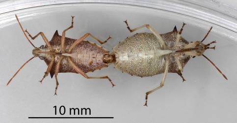 Underside of a mating pair of adult Schellenberg's soldier bug, Oechalia schellenbergii (Hempitera: Pentatomidae): note how the pair are joined. Creator: Nicholas A. Martin. © Plant & Food Research. [Image: 2KLX]