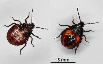 Underside (left) and upper side (right) of a fourth instar nymph of Schellenberg's soldier bug, Oechalia schellenbergii (Hempitera: Pentatomidae). Creator: Nicholas A. Martin. © Plant & Food Research. [Image: 2KLY]