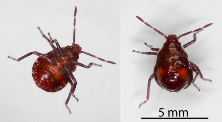 Underside (left) and upper side (right) of a third instar nymph of Schellenberg's soldier bug, Oechalia schellenbergii (Hempitera: Pentatomidae). Creator: Nicholas A. Martin. © Plant & Food Research. [Image: 2KLZ]