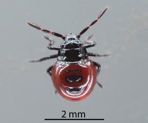 First instar nymph of Schellenberg's soldier bug, Oechalia schellenbergii (Hempitera: Pentatomidae) that is about to moult (change skins) into a second instar (stage). Creator: Nicholas A. Martin. © Plant & Food Research. [Image: 2KM2]