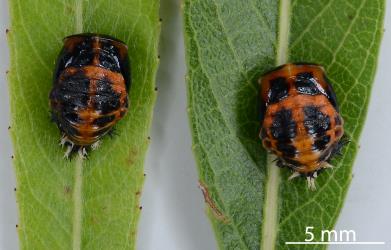 Two pupae of Harlequin ladybird, Harmonia axyridis (Coleoptera: Coccinellidae): note the variation in the black markings. Creator: Nicholas A. Martin. © Plant & Food Research. [Image: 2KRZ]