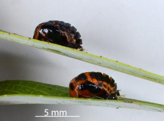 Two pupae of Harlequin ladybird, Harmonia axyridis (Coleoptera: Coccinellidae): note the variation in the black markings. Creator: Nicholas A. Martin. © Plant & Food Research. [Image: 2KS0]