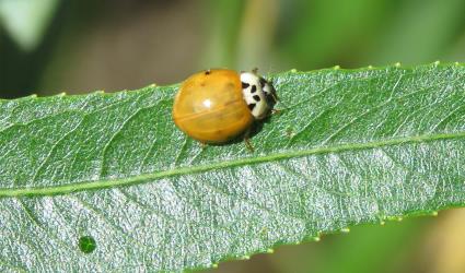 Adult Harlequin ladybird, Harmonia axyridis (Coleoptera: Coccinellidae): note the single pair of tiny black spots on the lateral margin of the elytra. Creator: Nicholas A. Martin. © Nicholas A. Martin. [Image: 2KS3]