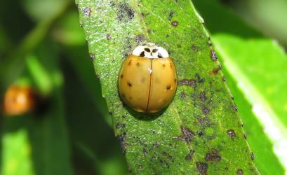 Adult Harlequin ladybird, Harmonia axyridis (Coleoptera: Coccinellidae). Creator: Nicholas A. Martin. © Nicholas A. Martin. [Image: 2KS4]
