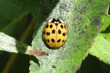 Adult Harlequin ladybird, Harmonia axyridis (Coleoptera: Coccinellidae). Creator: Nicholas A. Martin. © Nicholas A. Martin. [Image: 2KS5]