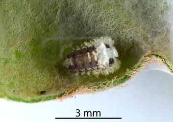 Prepupal larva of Karo felted scale ladybird, Rhyzobius acceptus (Coleoptera: Coccinellidae) in a hollow on a leaf of Planchonella costata (Sapotaceae) induced by feeding of an unidentified species of felted scale (Eriococcidae). Creator: Nicholas A. Martin. © Plant & Food Research. [Image: 2KTD]
