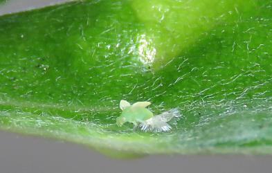 An adult Pittosporum psyllid, Trioza vitreoradiata (Hemiptera: Triozidae) emerging from its nymphal skin: note the white wings that will expand once the adult is free. Creator: Nicholas A. Martin. © Nicholas A. Martin. [Image: 2L7Z]