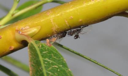 An ant, (Hymenoptera: Formicidae) feeding on honeydew on produced by Giant willow aphid, Tuberolachnus salignus (Hemiptera: Aphididae). Creator: Nicholas A. Martin. © Nicholas A. Martin. [Image: 2L82]