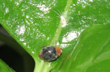 Adult of mealybug ladybird, Cryptolaemus montrouzieri (Coleoptera: Coccinellidae), on  Coprosma repens (Rubiaceae) and with mealybugs,  Dysmicoccus ambiguus (Hemiptera: Pseudococcidae). Creator: Nicholas A. Martin. © Nicholas A. Martin. [Image: 2LRJ]