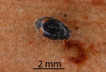 Adult Dusky lady beetle, Nephus binaevatus (Coleoptera: Coccinellidae). Creator: Nicholas A. Martin. © Plant & Food Research. [Image: 2LRM]