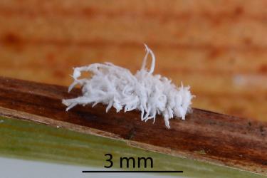 Larva of Dusky lady beetle, Nephus binaevatus (Coleoptera: Coccinellidae). Creator: Nicholas A. Martin. © Plant & Food Research. [Image: 2LRN]