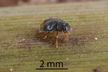 Adult Dusky lady beetle, Nephus binaevatus (Coleoptera: Coccinellidae) with phoretic mites clinging to body setae (hairs). Creator: Nicholas A. Martin. © Plant & Food Research. [Image: 2LRR]