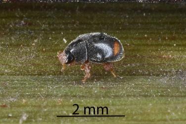 Adult Dusky lady beetle, Nephus binaevatus (Coleoptera: Coccinellidae) with phoretic mites clinging to body setae (hairs). Creator: Nicholas A. Martin. © Plant & Food Research. [Image: 2LRT]