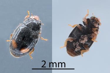 Adult Dusky lady beetle, Nephus binaevatus (Coleoptera: Coccinellidae) with phoretic mites clinging to body setae (hairs). Creator: Nicholas A. Martin. © Plant & Food Research. [Image: 2LRV]