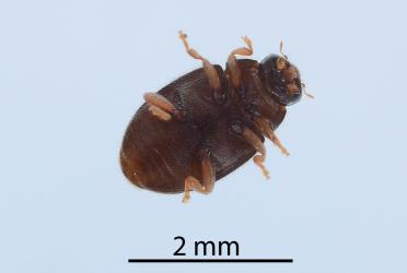 Underside of an adult Dusky lady beetle, Nephus binaevatus (Coleoptera: Coccinellidae). Creator: Nicholas A. Martin. © Plant & Food Research. [Image: 2LRX]