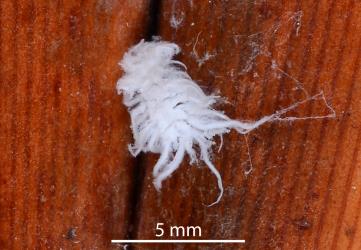 Larva of Dusky lady beetle, Nephus binaevatus (Coleoptera: Coccinellidae). Creator: Nicholas A. Martin. © Plant & Food Research. [Image: 2LS4]