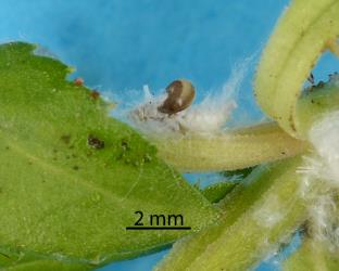 Nymph of Grey planthopper, Anzora unicolor (Flatidae), with a larva of the ectoparasitoid Planthopper parasitoid, Dryinus koebelei (Dryinidae) that has its head inserted under the planthoppers wing bud. Creator: Tim Holmes. © Plant & Food Research. [Image: 2M1T]