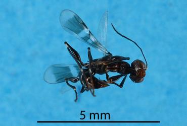Dead adult female Planthopper parasitoid, Dryinus koebelei (Dryinidae). Creator: Tim Holmes. © Plant & Food Research. [Image: 2M1Z]